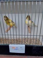 Kanaries, Dieren en Toebehoren