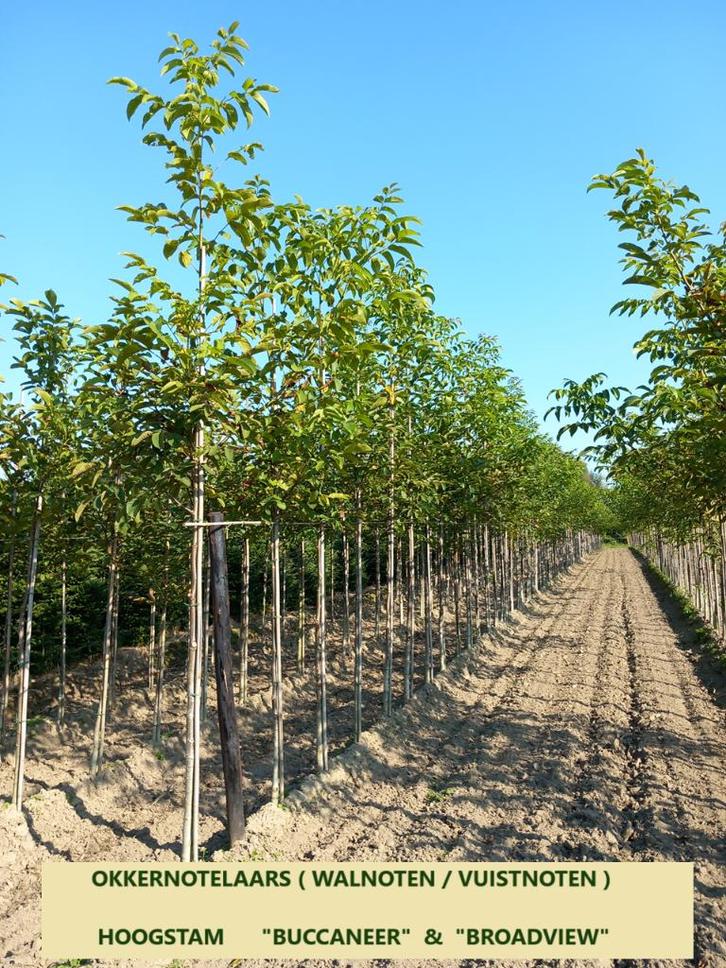 HOOGSTAMMEN OKKERNOTEN, ACTIEPRIJS 25€/STUK !!!, Tuin en Terras, Planten | Tuinplanten, Vaste plant, Fruitplanten, Volle zon, Lente
