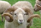 mannelijk schaap 25 kg, Dieren en Toebehoren, Mannelijk, Schaap