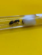 Camponotus Ligniperda koningin met broed, Dieren en Toebehoren, Insecten en Spinnen, Mieren