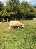 Mooie ooi te koop, Dieren en Toebehoren, Schapen, Geiten en Varkens