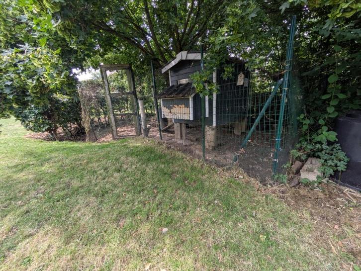 KIPPENHOK, Dieren en Toebehoren, Pluimvee | Toebehoren, Gebruikt, Kippenhok of Kippenren, Ophalen