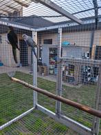 Koppel rosella, Dieren en Toebehoren, Vogels | Parkieten en Papegaaien