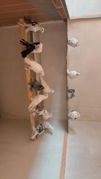 Duiven, Dieren en Toebehoren, Vogels | Duiven