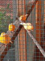 kleurkanaries, Dieren en Toebehoren, Geslacht onbekend, Kleurkanarie