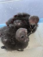 2 jonge edelpapegaaien, Dieren en Toebehoren, Vogels | Parkieten en Papegaaien, Vrouwelijk, Papegaai, Geringd