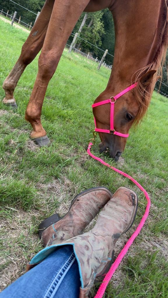 Arabier hengst, Dieren en Toebehoren, Paarden en Pony's | Overige Paardenspullen, Zo goed als nieuw, Ophalen