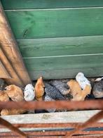 Verschillende raskippen in alle formaten, Meerdere dieren, Kip