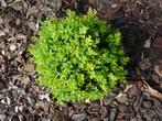 Buxus, Tuin en Terras, Planten | Tuinplanten, Ophalen, Vaste plant