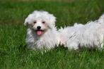 Maltezer pups te koop, Dieren en Toebehoren, Maltezer, 15 weken tot 1 jaar, Buitenland, CDV (hondenziekte)