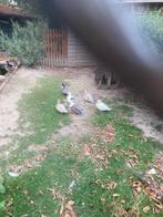 Eenden, Hollandse kwaker, Dieren en Toebehoren