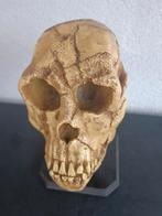 Schedel op voet replica, Ophalen of Verzenden