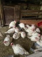 20 kalkoenen, Dieren en Toebehoren, Pluimvee