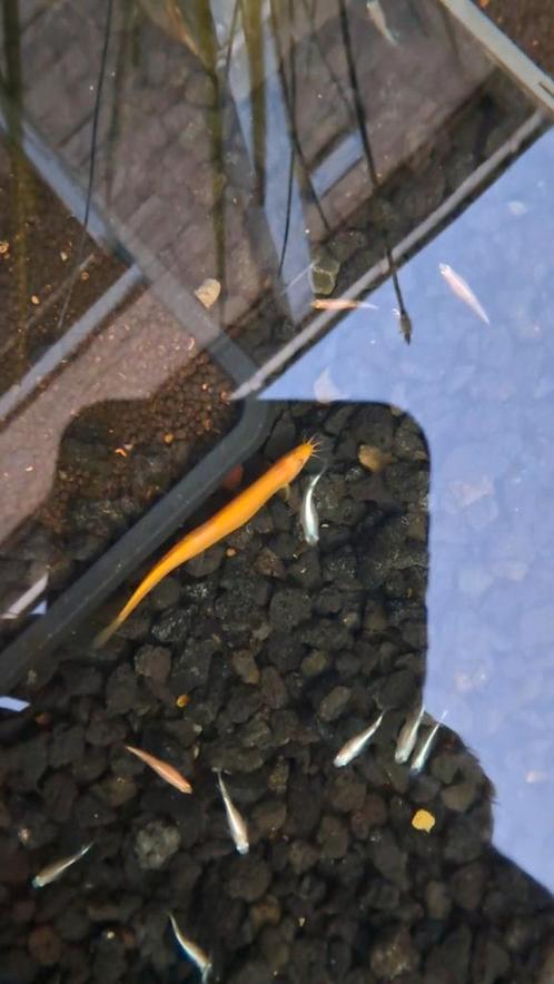 Goudweeraal - Misgurnus Gold - weeraal - vijvervis, Dieren en Toebehoren, Vissen | Vijvervissen, Overige soorten