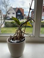 Orchidee met pot, Huis en Inrichting, Kamerplanten, Ophalen of Verzenden