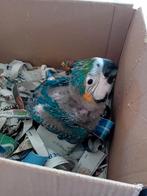 Ara ararauna voor handopfok, Geslacht onbekend, Papegaai, Geringd