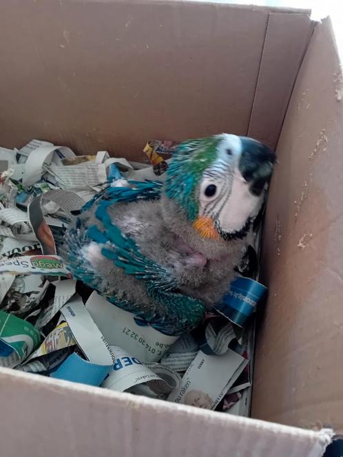 Ara ararauna voor handopfok, Dieren en Toebehoren, Vogels | Parkieten en Papegaaien, Papegaai, Geslacht onbekend, Tam, Geringd