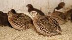 13 Japanse kwartels, Dieren en Toebehoren, Vogels | Overige Vogels