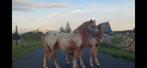 Span appaloosa hengstveulens panterbont kinderpony, Dieren en Toebehoren, Meerdere dieren
