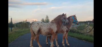 Span appaloosa hengstveulens panterbont kinderpony beschikbaar voor biedingen