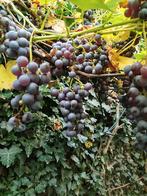 Grappes de raizin sur pieds à vendre, Enlèvement