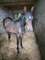 Jaarling merrie, Dieren en Toebehoren, Paarden, Merrie