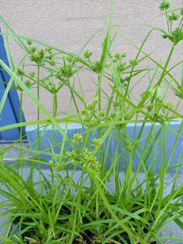 cyperus eragrostis/bleek papyrus beschikbaar voor biedingen