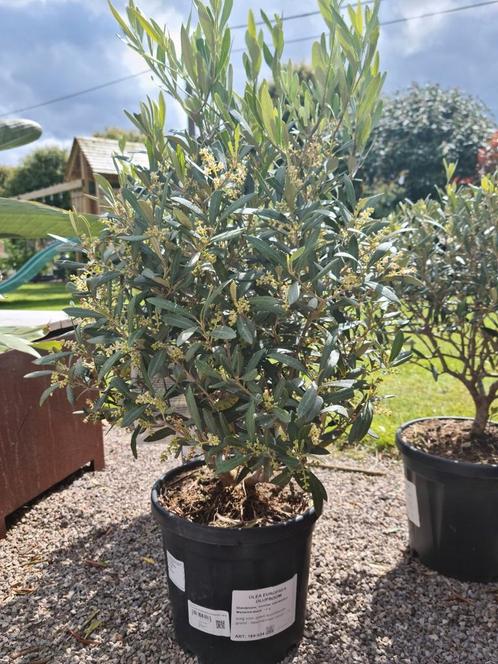 Olijfboom Olea Europaea bol, Jardin & Terrasse, Plantes | Arbres, Enlèvement