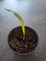 trachycarpus fortunei stekje palmboom 1€, Tuin en Terras, Volle zon, Vaste plant, Zomer, Ophalen