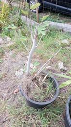 vijgenboom in pot, 100 tot 250 cm, Zomer, Ophalen, Volle zon