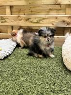 Prachtige dwergkees pups, Dieren en Toebehoren, Honden | Poolhonden, Keeshonden en Oertypen, België, Keeshond, CDV (hondenziekte)