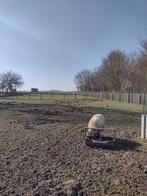 Kruising schaap bok, Dieren en Toebehoren