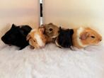 Tamme cavia beertjes en zeugjes, Dieren en Toebehoren, Cavia