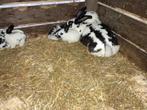 vlinderkonijnen, Dieren en Toebehoren, Konijnen, Geslacht onbekend, Groot, 0 tot 2 jaar