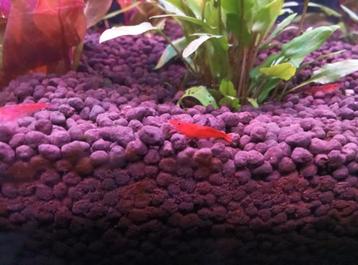 Vuur garnalen  beschikbaar voor biedingen