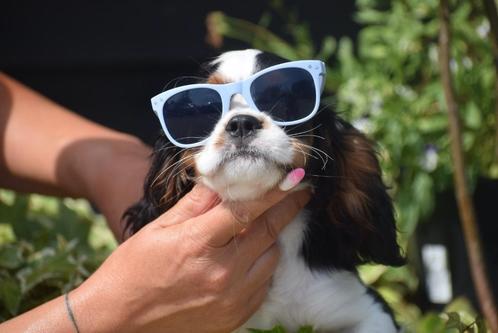 Cavalier King Charles spaniel pups C😎😎L nestje beschikbaar, Dieren en Toebehoren, Honden | Retrievers, Spaniëls en Waterhonden