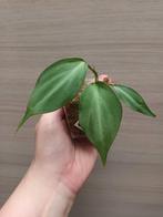 Philodendron camposportuanum, Ophalen of Verzenden