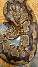 Prachtig koppel kruising Ball/bloed python, Dieren en Toebehoren, Reptielen en Amfibieën, Slang, Tam, 7 tot 10 jaar