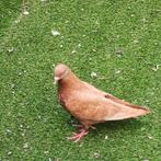 Duiven, Dieren en Toebehoren, Vogels | Overige Vogels