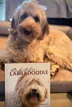 Boek De Australische Ladradoodle, Boeken, Dieren en Huisdieren, Ophalen of Verzenden, Nieuw, Honden