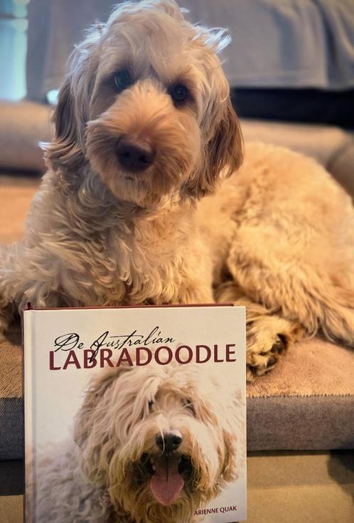 Boek De Australische Ladradoodle, Boeken, Dieren en Huisdieren, Nieuw, Honden, Ophalen of Verzenden