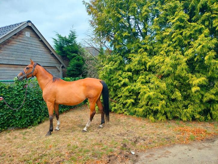 Allround schoolmeester, Dieren en Toebehoren, Paarden