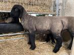 Suffolk ram lam  te reserveren, Dieren en Toebehoren, Schapen, Geiten en Varkens, Mannelijk, Schaap, 0 tot 2 jaar