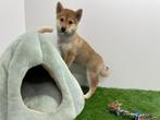 Chiots Shiba Inu, Parvovirose, Autres races, Plusieurs, Belgique