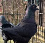 SOLDEN!!! 11KINGS+5 KROPPERS @5€, Dieren en Toebehoren, Vogels | Duiven