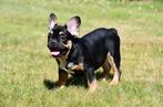 Franse Bulldog pups te koop, Dieren en Toebehoren, 15 weken tot 1 jaar, Buitenland, CDV (hondenziekte), Bulldog