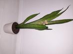 Sanseveria, vrouwentongen, kamerplant, Huis en Inrichting, Kamerplanten, Ophalen, Overige soorten
