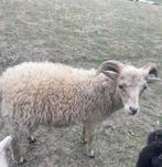 Wit Ouessant ramlam met afstammingsbewijs, Dieren en Toebehoren, Schapen, Geiten en Varkens, Mannelijk, Schaap, 0 tot 2 jaar