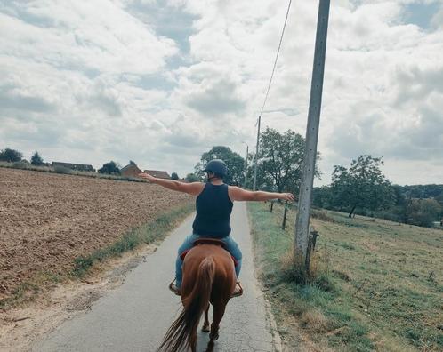 Wandelingen Vlaams brabant, Dieren en Toebehoren, Paarden, Meerdere dieren, Z, 160 tot 165 cm, 3 tot 6 jaar, Recreatiepaard