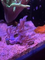 vargas cespitularia koraal, Animaux & Accessoires, Poissons | Poissons d'aquarium, Poisson de mer, Autres types